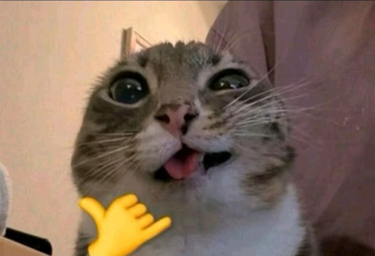 Chat